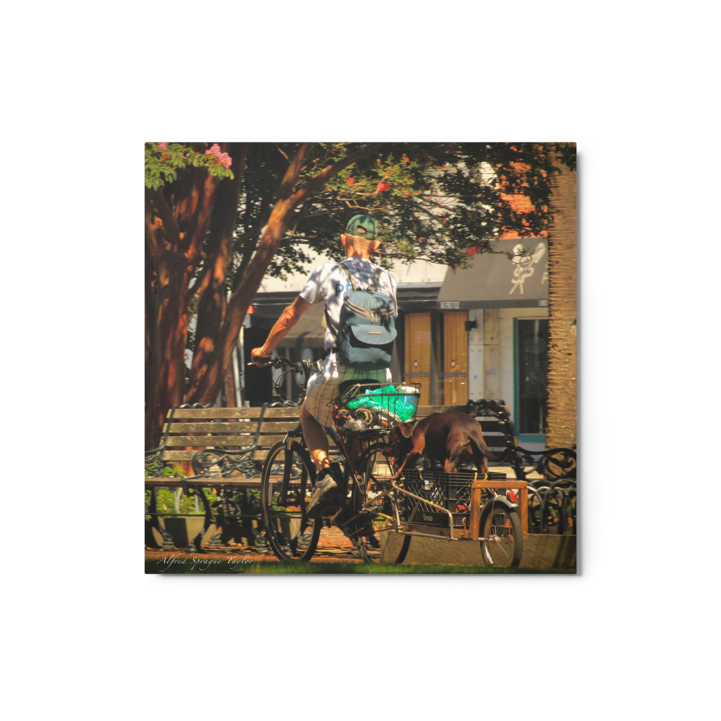 Charleston, SC: "Cyclist in the Park", 12 x 12 Metal Print