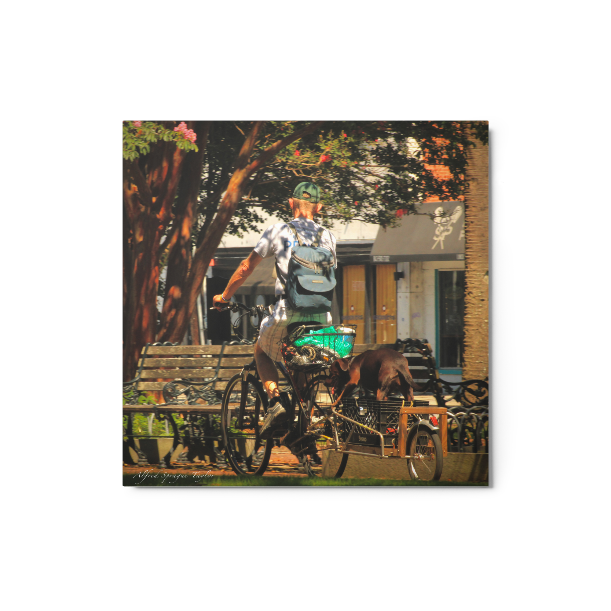 Charleston, SC: "Cyclist in the Park", 12 x 12 Metal Print