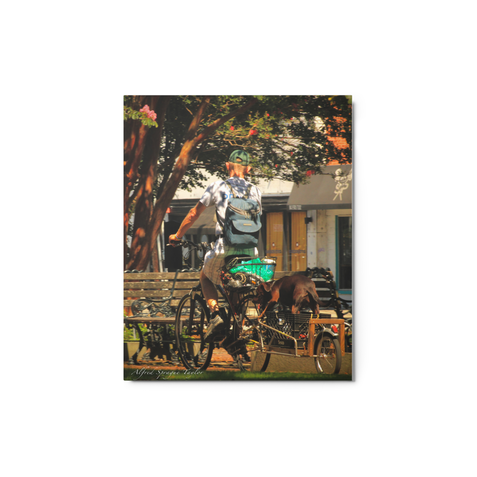 Charleston, SC: "Cyclist in the Park", 8 x 10 Metal Print